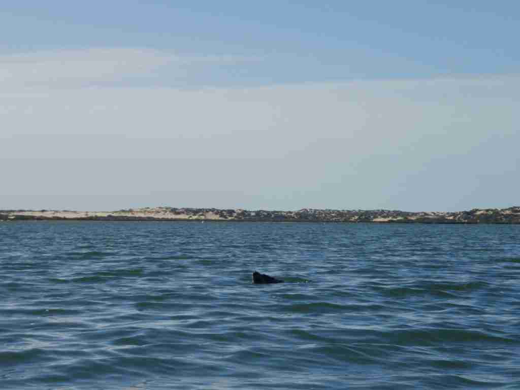 Cheeky Fur Seal